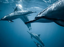 百家乐网址：开启安全、激情并存的线上百家乐之旅